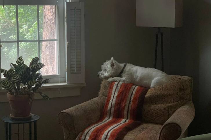 Un West Highland Doxie allongé sur un fauteuil et portant un collier autour du cou