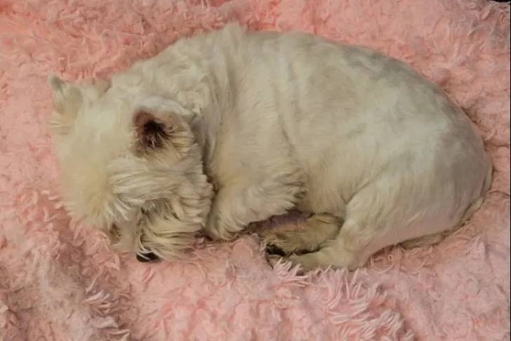 Un West Highland Doxie allongé et semblant dormir 