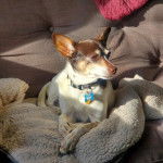 Un Rat-Cha allongé sur un canapé et portant un collier autour du cou 