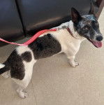 Un Rat-Cha tirant la langue et qui est tenu en laisse 