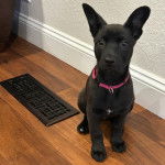 Un chiot Rat-Cha assis sur un plancher et portant un collier autour du cou