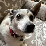 Un Rat-Cha allongé sur un canapé et portant un collier autour du cou