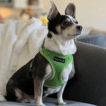 Un Rat-Cha assis sur un canapé et portant un harnais 