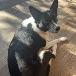 Un Rat-Cha allongé sur un plancher et regardant vers la caméra 