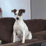 Un Rat-Cha assis sur un canapé et regardant vers la caméra 