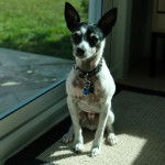 Un Rat-Cha assis sur un tapis et portant un collier autour du cou