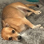 Un Rat-Cha allongé dans un panier et regardant vers la caméra 