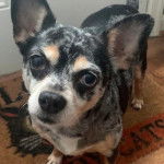 Un Rat-Cha sur un tapis et regardant vers la caméra 