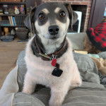 Un Rat-Cha assis et portant un collier autour du cou