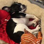 Un chiot Rat-Cha allongé dans un panier et semblant dormir 