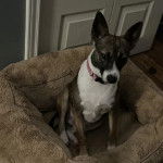 Un Rat-Cha assis dans un panier et portant un collier autour du cou