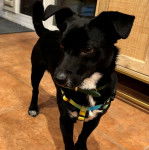 Un Rat-Cha sur un sol carrelé et portant un harnais 