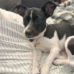 Un Rat-Cha allongé sur un canapé et portant un collier autour du cou 