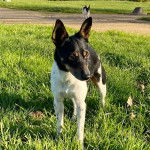 Un Rat-Cha sur une surface herbacée 