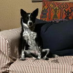 Un Rat-Cha assis sur un canapé et regardant vers la caméra 