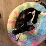 Un Rat-Cha allongé dans un panier et regardant vers la caméra 