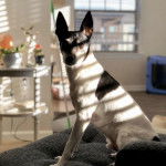 Un Rat-Cha assis sur un canapé et regardant vers la caméra 