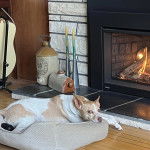 Un Rat-Cha allongé dans un panier et regardant vers la caméra