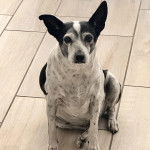 Un Rat-Cha assis sur un sol carrelé et regardant vers la caméra 