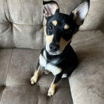 Un Rat-Cha assis sur un canapé et regardant vers la caméra 