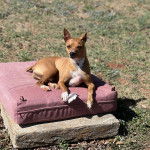 Un Rat-Cha allongé sur un lit pour chien 