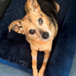 Un Rat-Cha allongé dans un panier et regardant vers le haut 