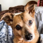 Un Rat-Cha regardant vers la caméra