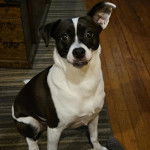 Un Rat-Cha assis sur un tapis et semblant détendu 