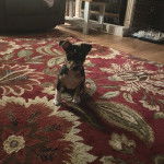 Un chiot Rat-Cha assis sur un tapis et portant un collier autour du cou 