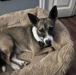 Un Rat-Cha allongé dans un panier et portant un collier autour du cou 