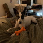 Un Rat-Cha allongé sur un lit et regardant vers la caméra