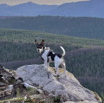 Un Rat-Cha sur le flanc d'une colline et portant un harnais