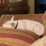 Un Rat-Cha allongé sur un canapé et portant un collier autour du cou