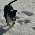 Un Rat-Cha courant sur une surface enneigée 