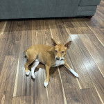 Un Rat-Cha allongé sur un parquet et portant un collier autour du cou