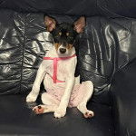 Un Rat-Cha assis sur un tapis et portant un harnais 