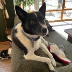 Un Rat-Cha allongé sur un canapé et portant un collier autour du cou