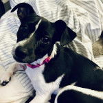 Un Rat-Cha regardant vers la caméra et portant un collier autour du cou