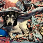 Un Rat-Cha allongé et regardant vers la caméra