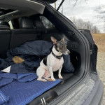 Un Rat-Cha assis dans le coffre d'une voiture et portant un collier autour du cou