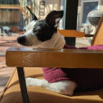 Un Rat-Cha allongé sur une chaise et portant un habit pour chien 