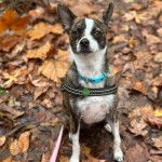 Un Rat-Cha assis sur un sol jonchés de feuilles mortes et portant un collier autour du cou 