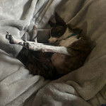 Un Rat-Cha allongé et portant un collier autour du cou