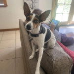 Un Rat-Cha assis sur un canapé et portant un collier autour du cou