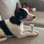 Un Rat-Cha allongé sur un canapé et ayant un os entre les pattes 