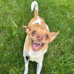 Un Rat-Cha portant un collier autour du cou et semblant aboyer 