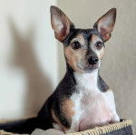 Un Rat-Cha allongé dans un panier et semblant détendu