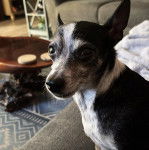 Un Rat-Cha allongé sur un canapé et semblant détendu 