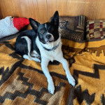 Un Rat-Cha allongé sur un lit et portant un collier autour du cou 