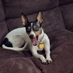 Un Rat-Cha portant un collier autour du cou et semblant bâiller 